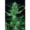 Paradise Seeds Auto Wappa feminizovaná autoflowering 1