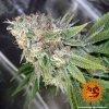 Barney´s Farm Cookies Kush feminizovaná