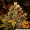 Barney´s Farm Cookies Kush feminizovaná