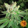 Barney´s Farm Cookies Kush feminizovaná