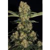 Paradise Seeds CHONG´S CHOICE Blue Kush Berry feminizovaná 1