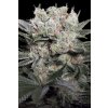 Paradise Seeds Californian Gold feminizovaná