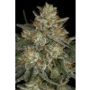 Paradise Seeds Dutch Kush feminizovaná