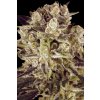 Paradise Seeds Durga Mata II CBD feminizovaná