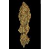 Paradise Seeds CHONG´S CHOICE L. A. Amnesia feminizovaná 2