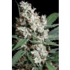 Paradise Seeds CHONG´S CHOICE L. A. Amnesia feminizovaná