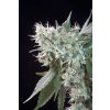 Paradise Seeds Magic Bud regulérní 1
