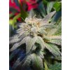 Paradise Seeds Magic Bud regulérní 2