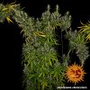 Barney´s Farm Dr Grinspoon feminizovaná