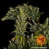 Barney´s Farm Dr Grinspoon feminizovaná