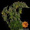Barney´s Farm Dr Grinspoon feminizovaná