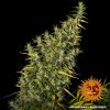 Barney´s Farm Dr Grinspoon feminizovaná
