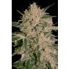 Paradise Seeds Nebula II CBD feminizovaná
