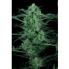 Paradise Seeds Nebula II CBD feminizovaná 1