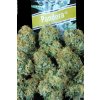 Paradise Seeds Pandora feminizovaná autoflowering 2