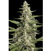 Paradise Seeds Pandora feminizovaná autoflowering