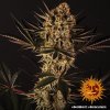 Barney´s Farm Dos Si Dos 33 feminizovaná