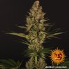 Barney´s Farm Dos Si Dos 33 feminizovaná