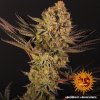 Barney´s Farm Dos Si Dos 33 feminizovaná