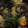 Barney´s Farm Dos Si Dos 33 feminizovaná