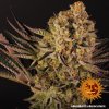 Barney´s Farm Dos Si Dos 33 feminizovaná