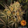 Barney´s Farm Dos Si Dos 33 feminizovaná