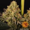 Barney´s Farm Dos Si Dos 33 feminizovaná