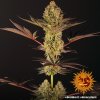 Barney´s Farm Dos Si Dos 33 feminizovaná