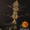 Barney´s Farm Dos Si Dos 33 feminizovaná