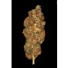 Paradise Seeds Space Cookies feminizovaná 2