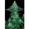 Paradise Seeds Sensi Star feminizovaná 1