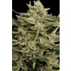 Paradise Seeds Vertigo feminizovaná autoflowering