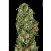 Paradise Seeds Original White Widow feminizovaná 2