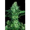 Paradise Seeds Original White Widow feminizovaná 1