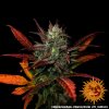 Barney´s Farm Glue Gelato Auto feminizovaná autoflowering