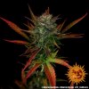 Barney´s Farm Glue Gelato Auto feminizovaná autoflowering