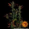 Barney´s Farm Glue Gelato Auto feminizovaná autoflowering