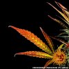 Barney´s Farm Glue Gelato Auto feminizovaná autoflowering