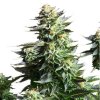 Royal Queen Seeds Amnesia Haze feminizovaná 1