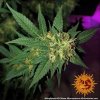 Barney´s Farm G13 Haze feminizovaná