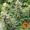 Barney´s Farm G13 Haze feminizovaná
