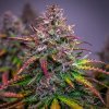 Royal Queen Seeds Bubble Kush Automatic feminizovaná autoflowering 1
