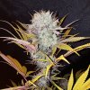 Royal Queen Seeds Blue Mystic feminizovaná 2