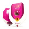 Royal Queen Seeds Critical feminizovaná 4