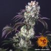 Barney´s Farm Glookies feminizovaná