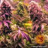 Barney´s Farm Glookies feminizovaná