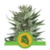 Royal Queen Seeds Royal Cheese Automatic feminizovaná autoflowering