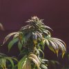 Royal Queen Seeds Euphoria feminizovaná 3