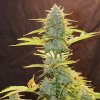Royal Queen Seeds Fat Banana Automatic feminizovaná autoflowering 2