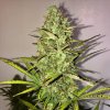 Royal Queen Seeds Fast Eddy Automatic CBD feminizovaná autoflowering 1